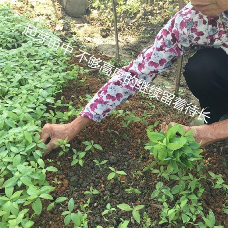 小叶桢楠30~50cm