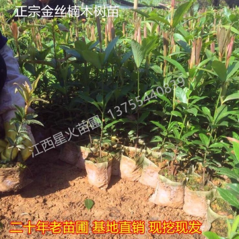 小叶桢楠30~50cm