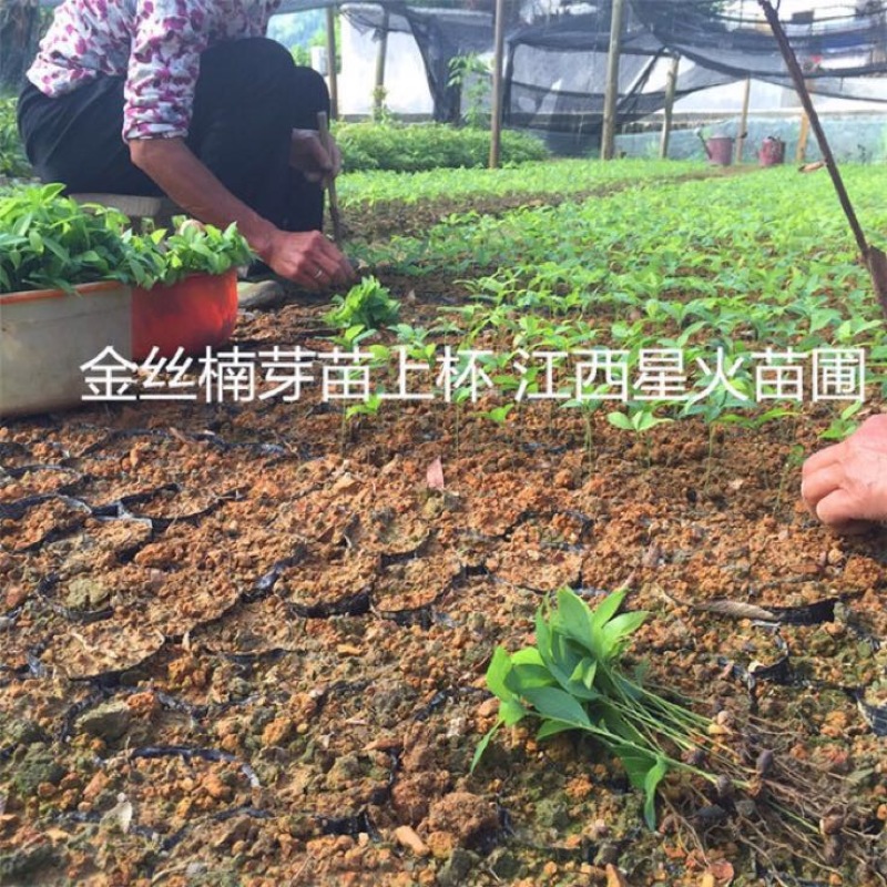 小叶桢楠30~50cm