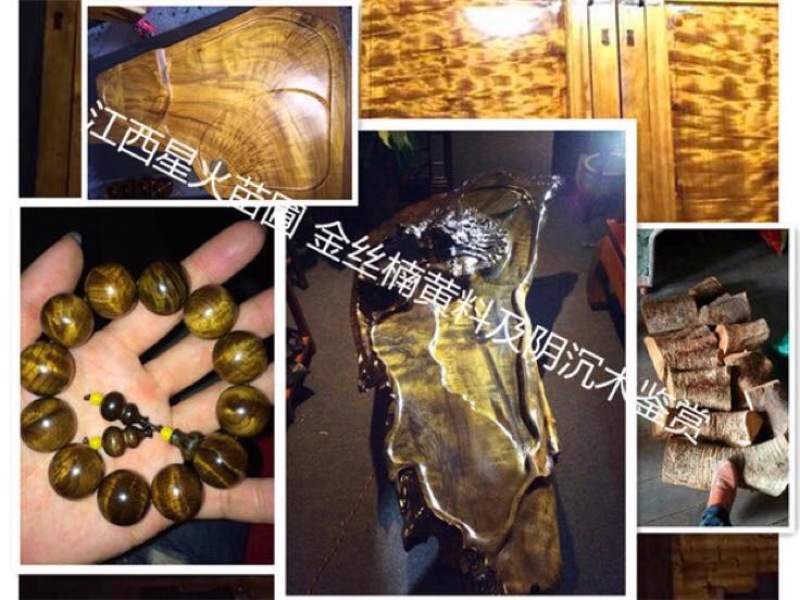 小叶桢楠30~50cm