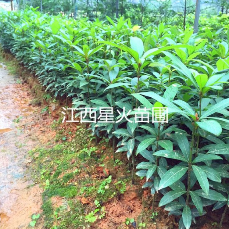 小叶桢楠30~50cm