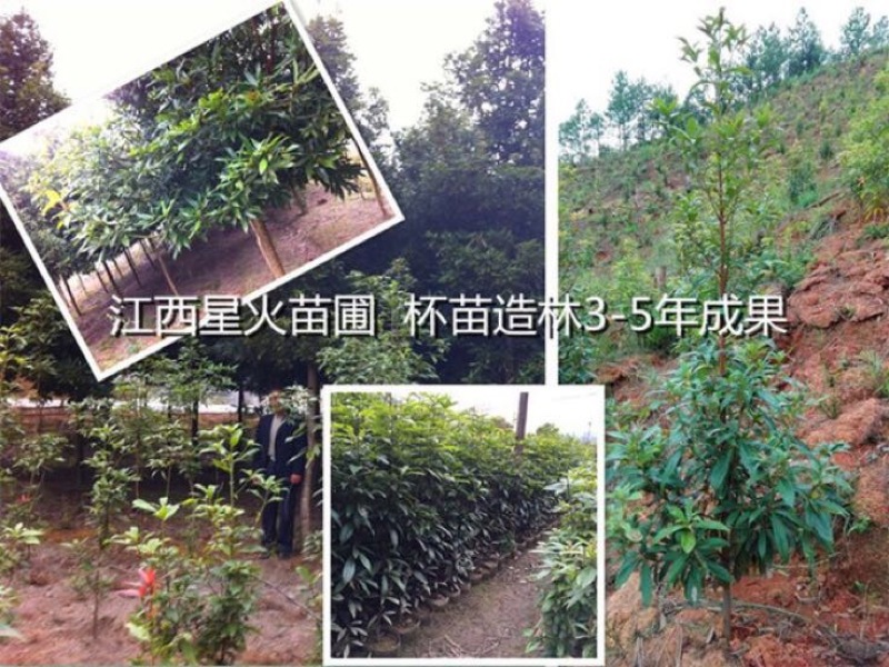 小叶桢楠30~50cm