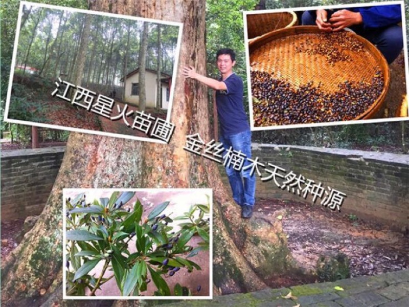 小叶桢楠30~50cm