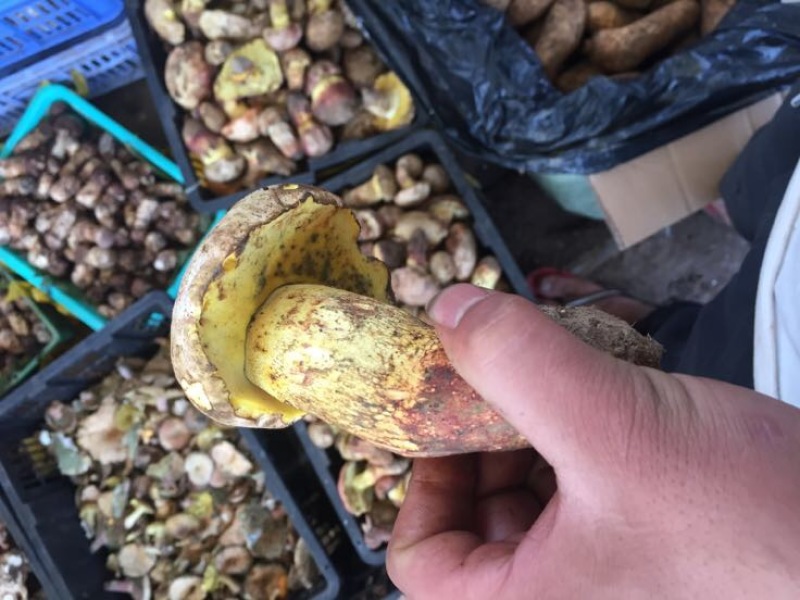 野生菌一级