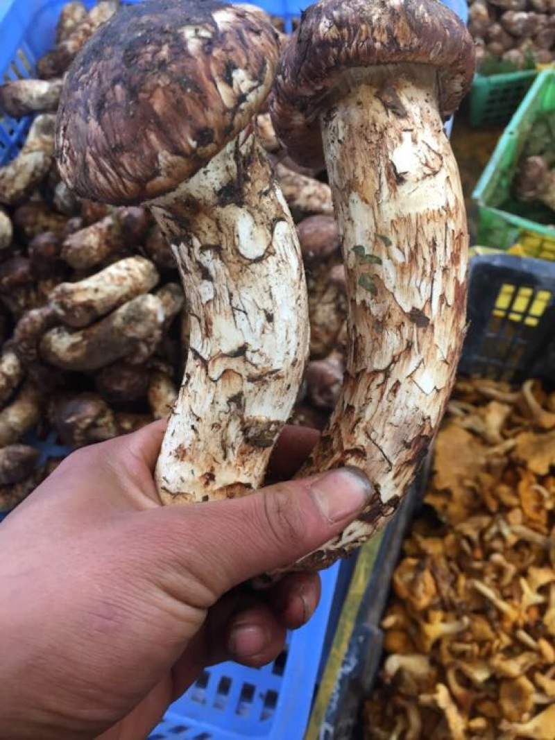 野生菌一级