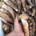 野生菌一级