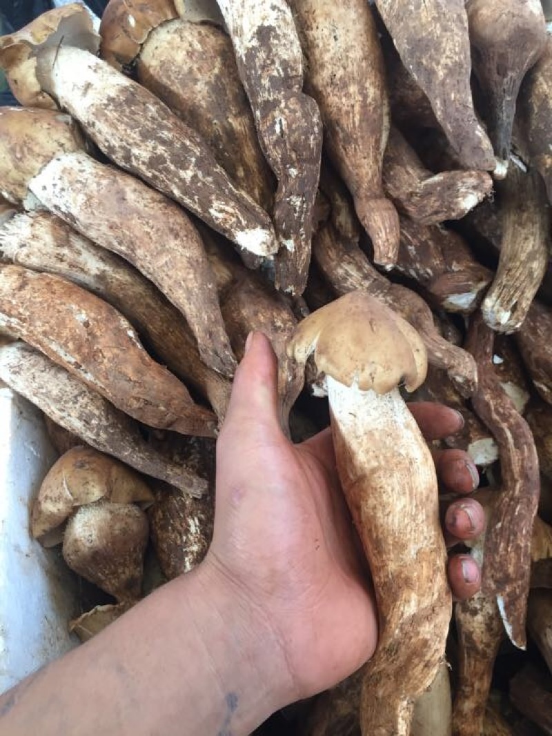野生菌一级