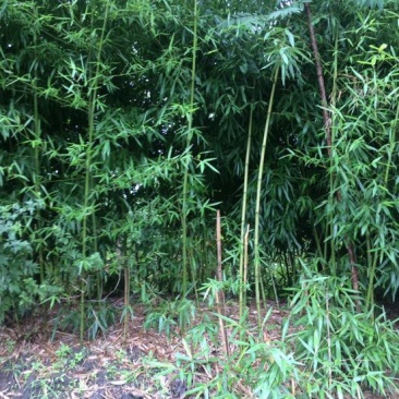 雷竹苗1~1.5m