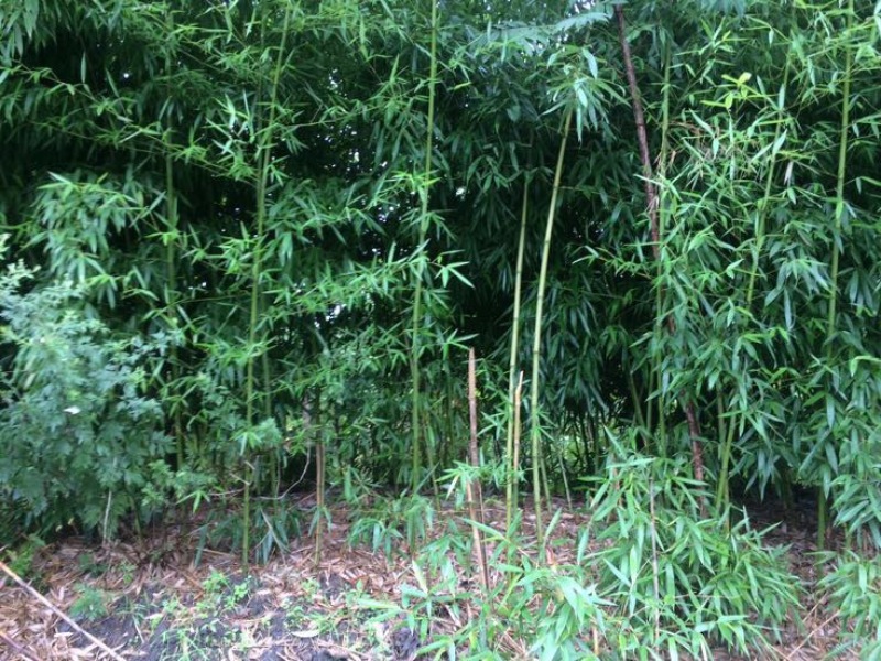 雷竹苗1~1.5m