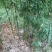 雷竹苗1~1.5m