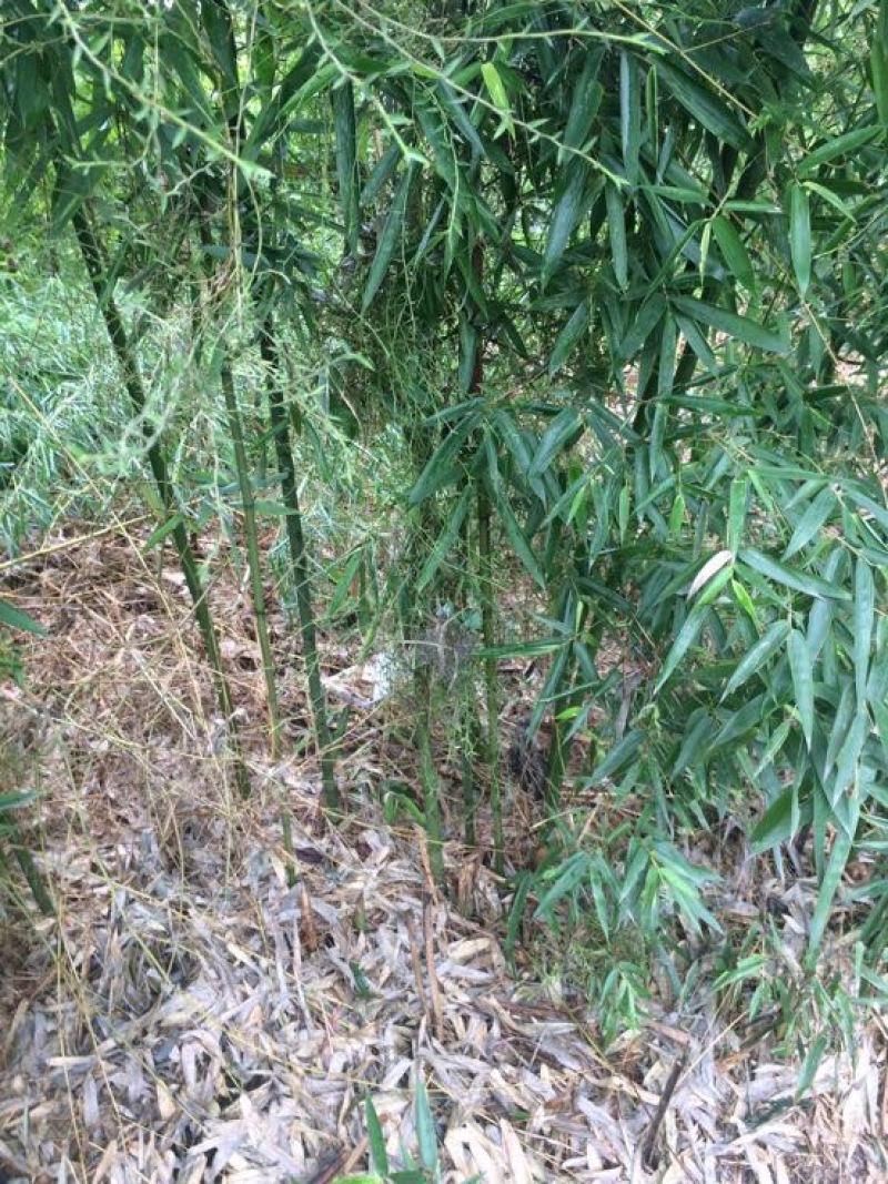 雷竹苗1~1.5m