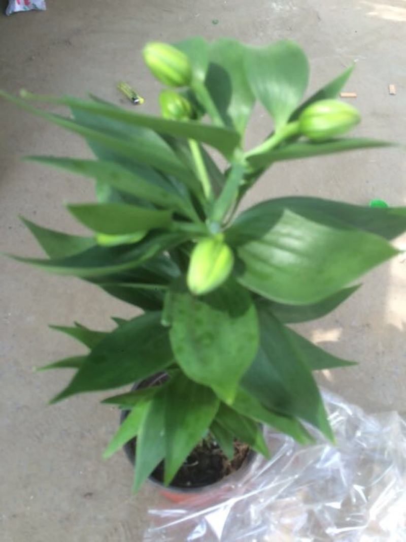 百合四头药食两用