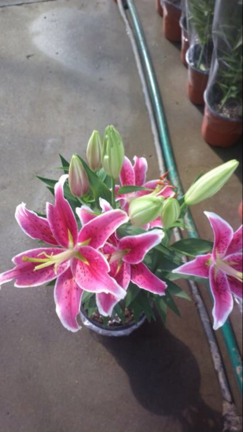 百合四头药食两用