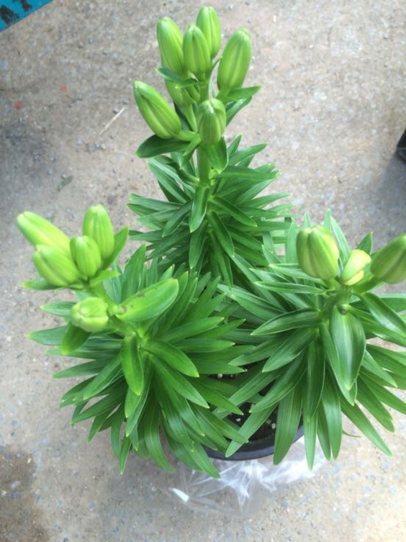 百合四头药食两用