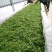 祁门红茶二级