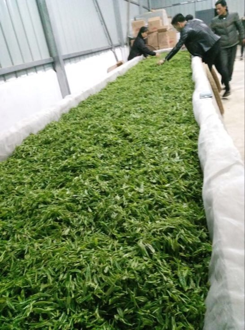 祁门红茶二级