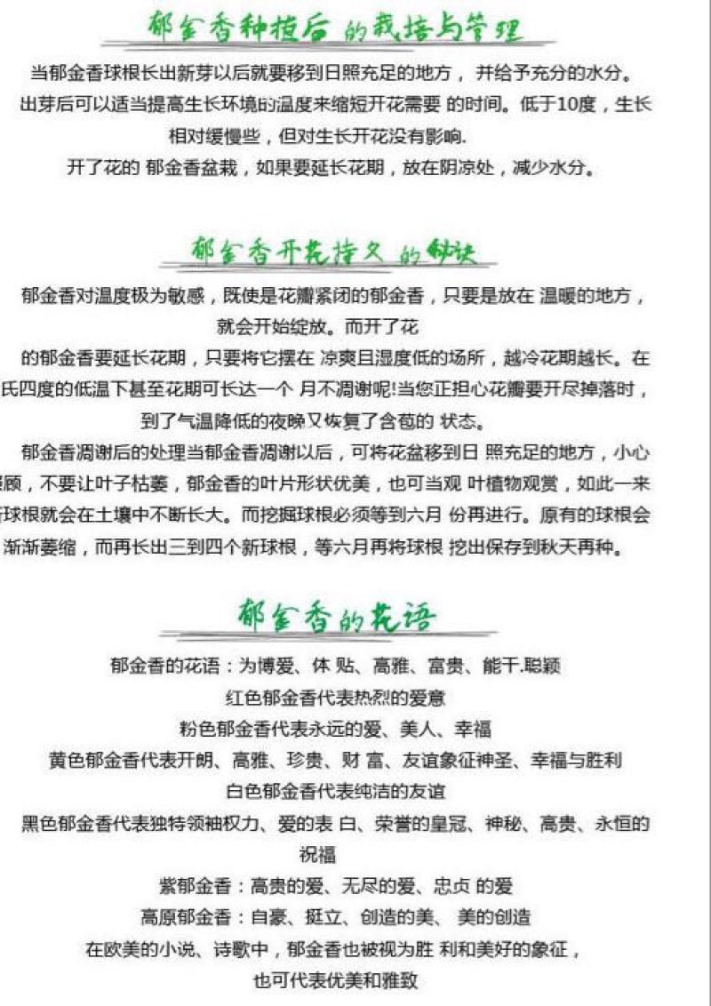 郁金香10cm以下