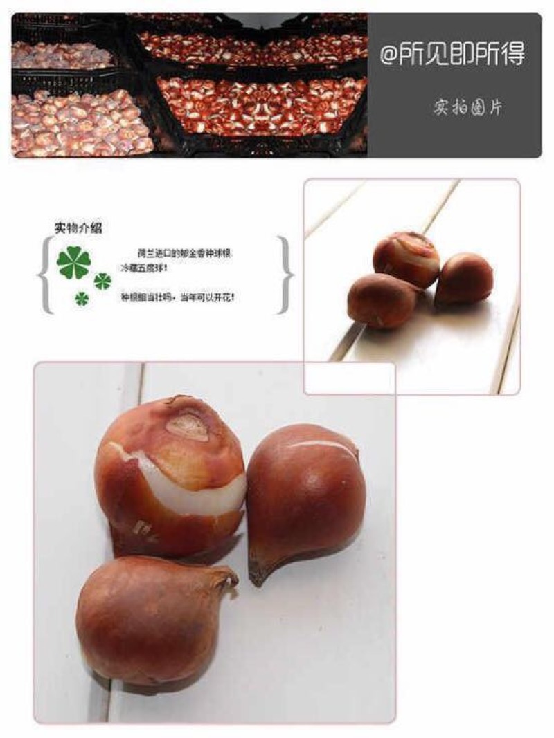 郁金香10cm以下