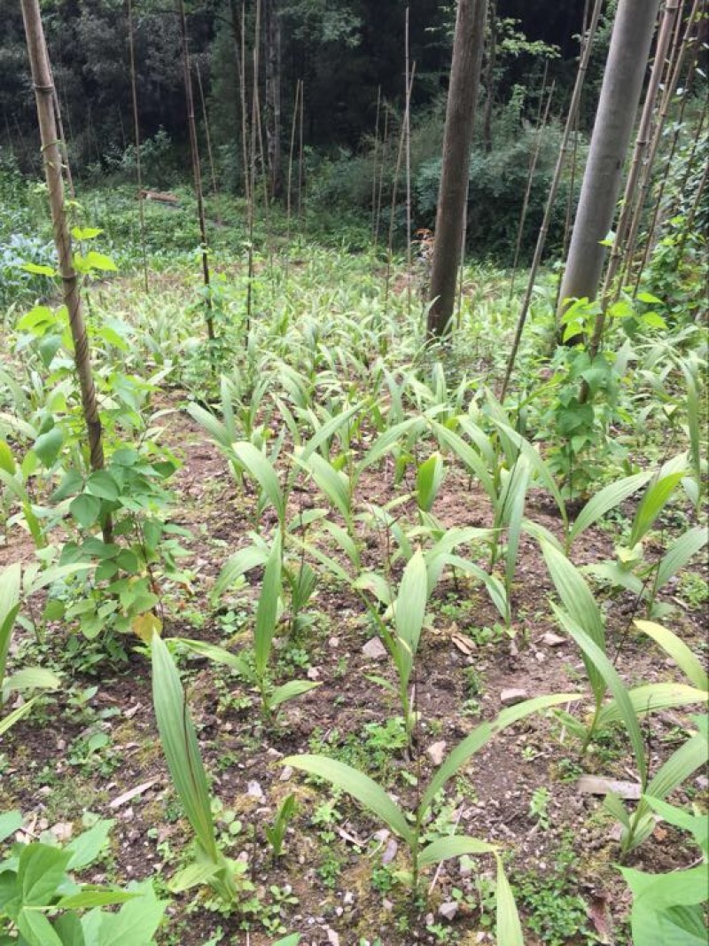 鲜白芨统货四十亩地，需要联系都是三年紫花三叉白及，