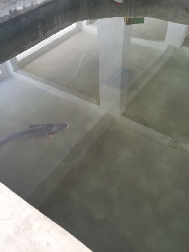 巴沙鱼