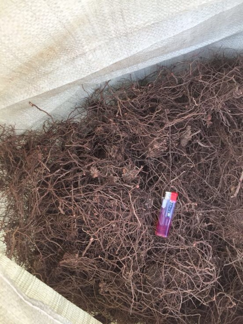 茜草
