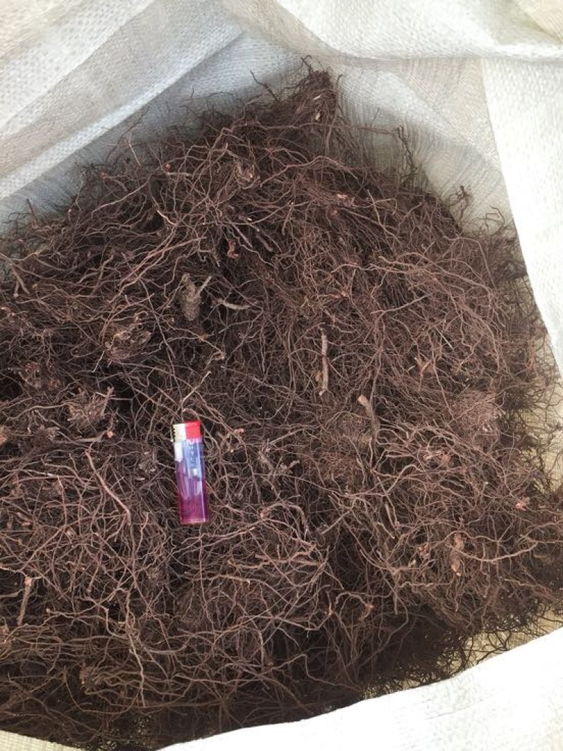 茜草