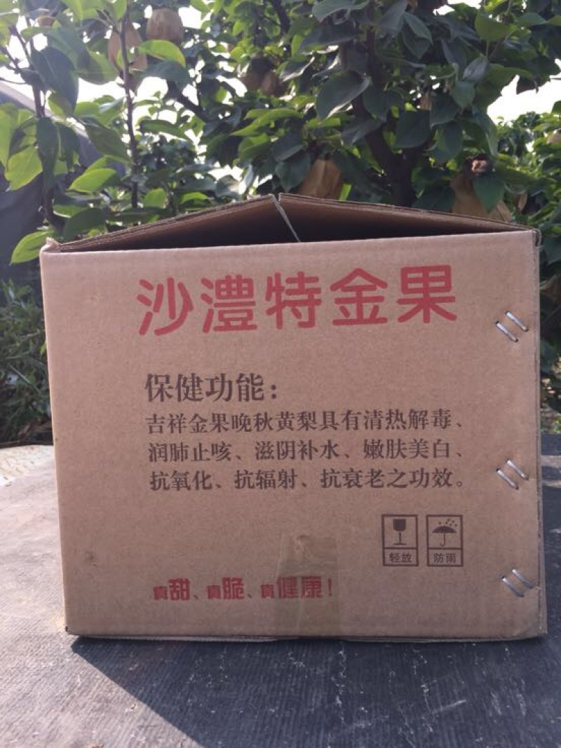 晚秋黄梨
