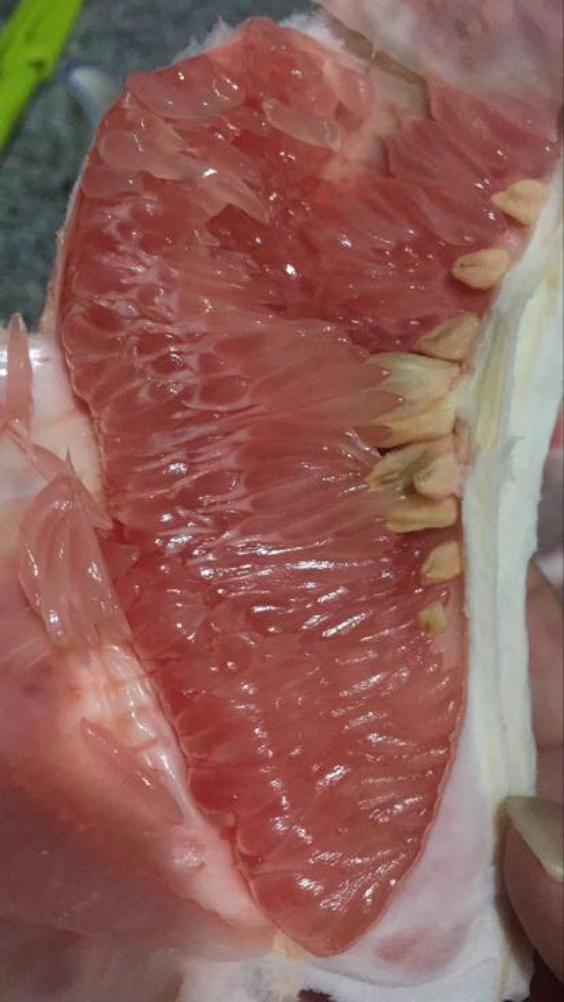 梅州红肉蜜柚，九月上市，诚招代理，一件代发