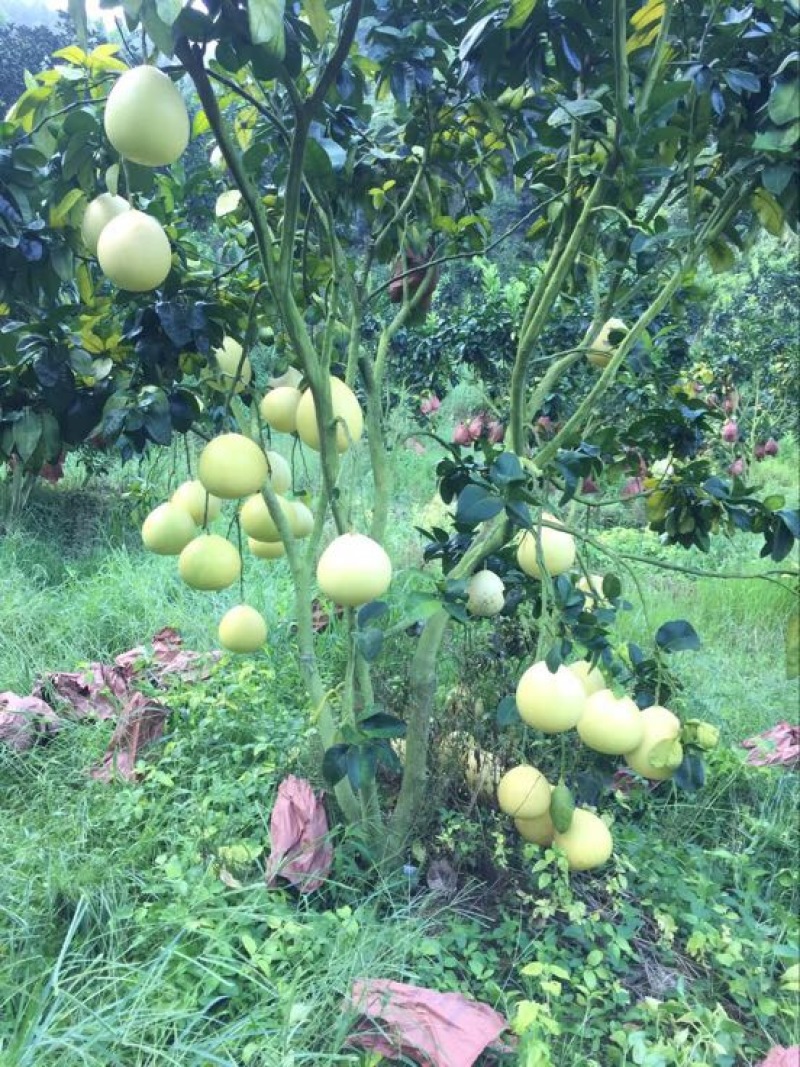梅州红肉蜜柚，九月上市，诚招代理，一件代发