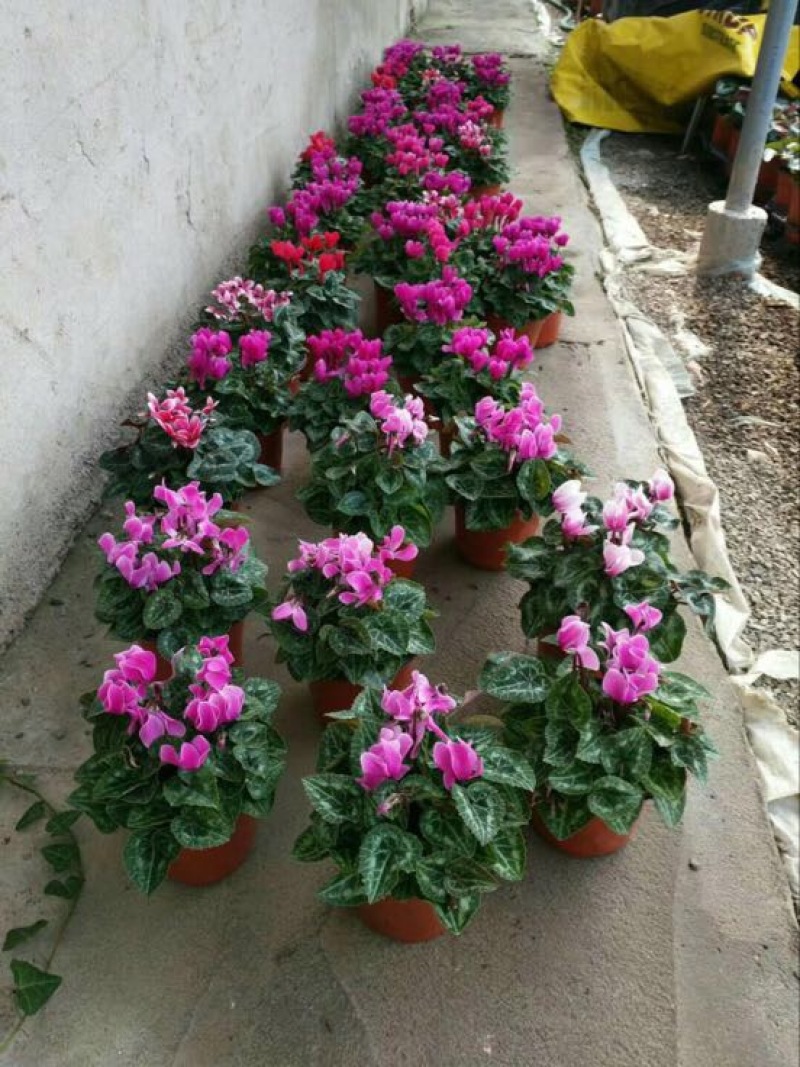 玫瑰盆花