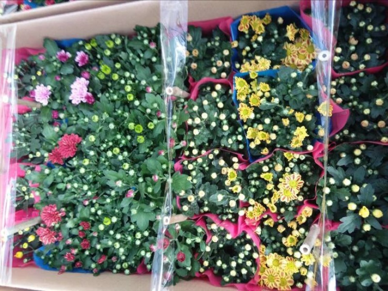 玫瑰盆花