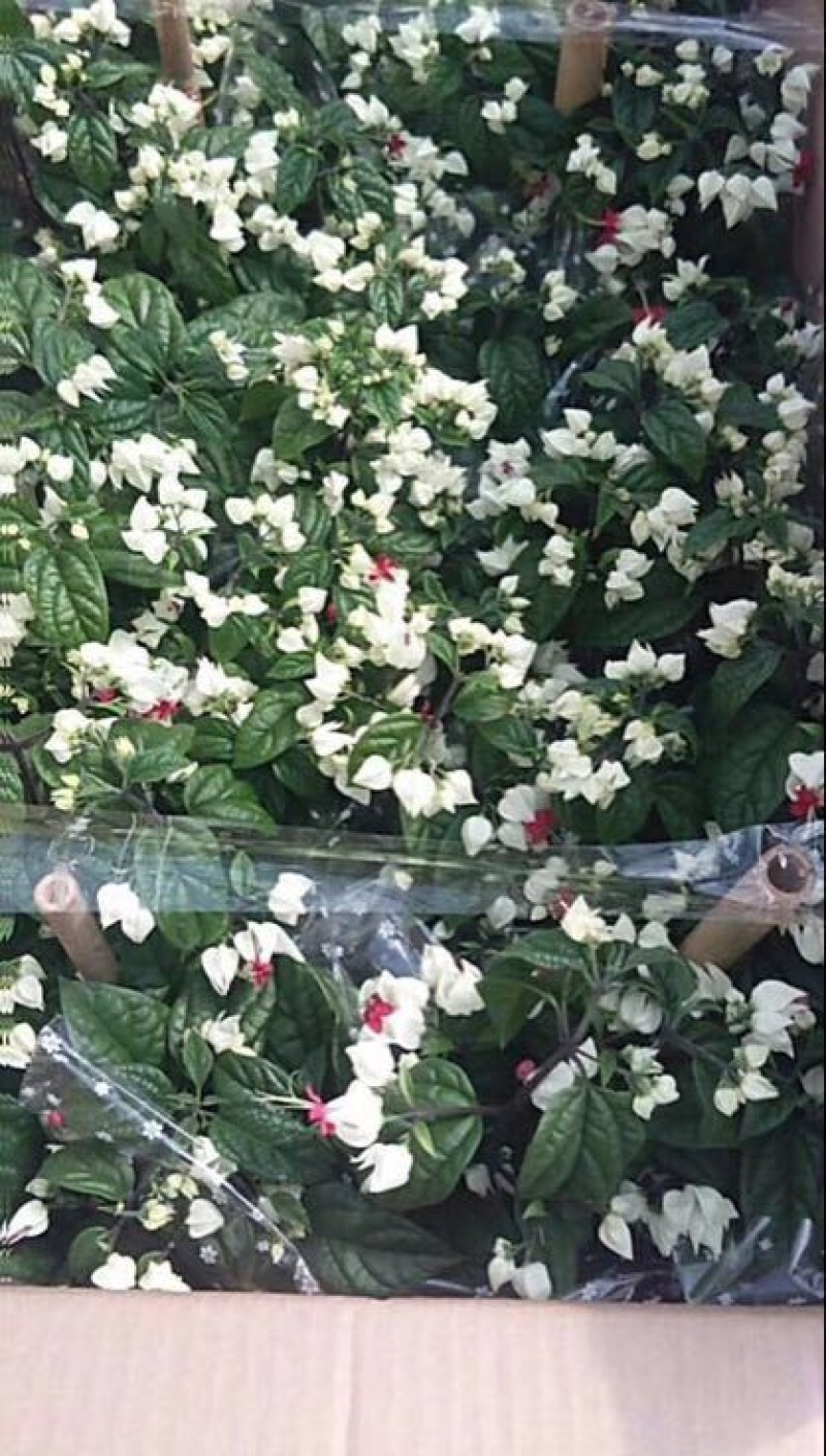 玫瑰盆花