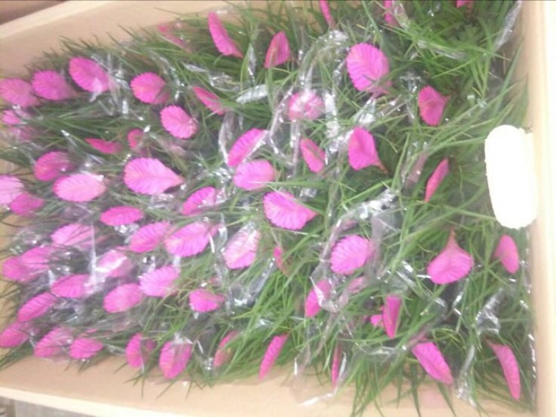 玫瑰盆花