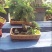 玫瑰盆花