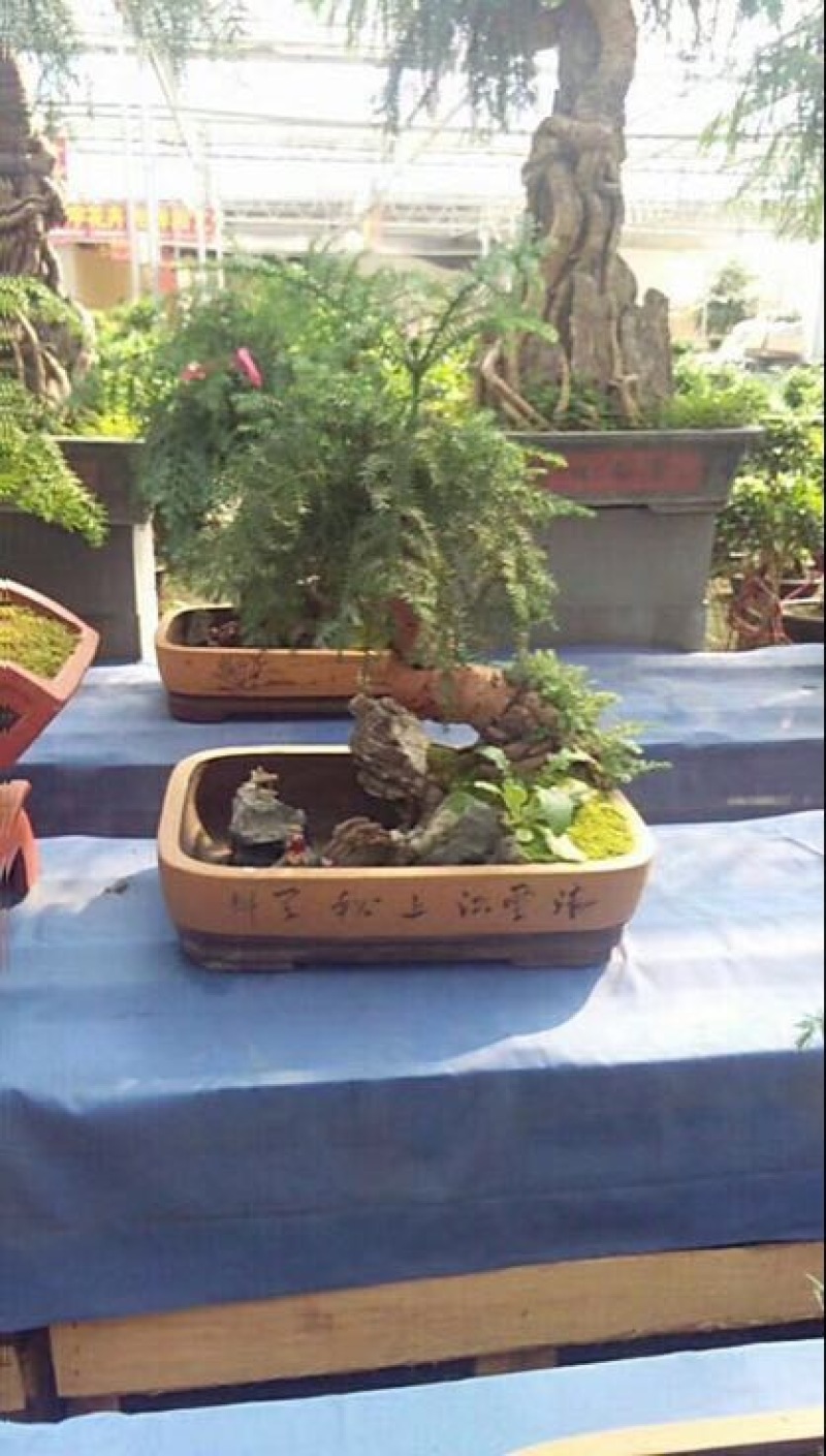 玫瑰盆花