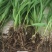 四川达州宣汉紫花三叉白芨种苗基地直销放心苗