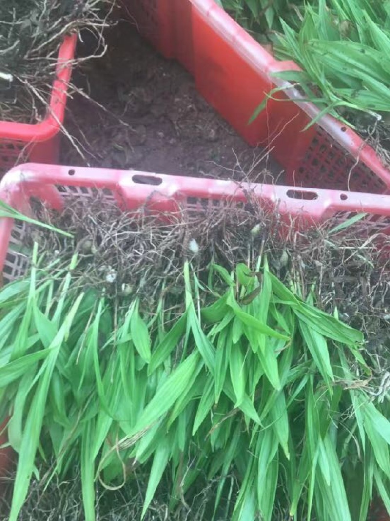 四川达州宣汉紫花三叉白芨种苗基地直销放心苗