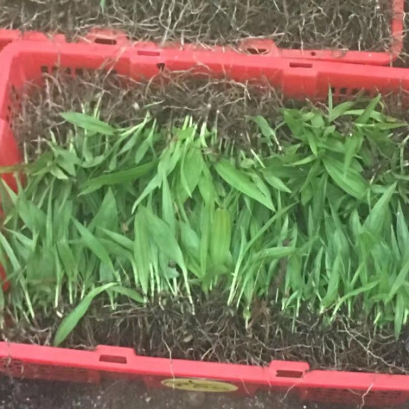 四川达州宣汉紫花三叉白芨种苗基地直销放心苗