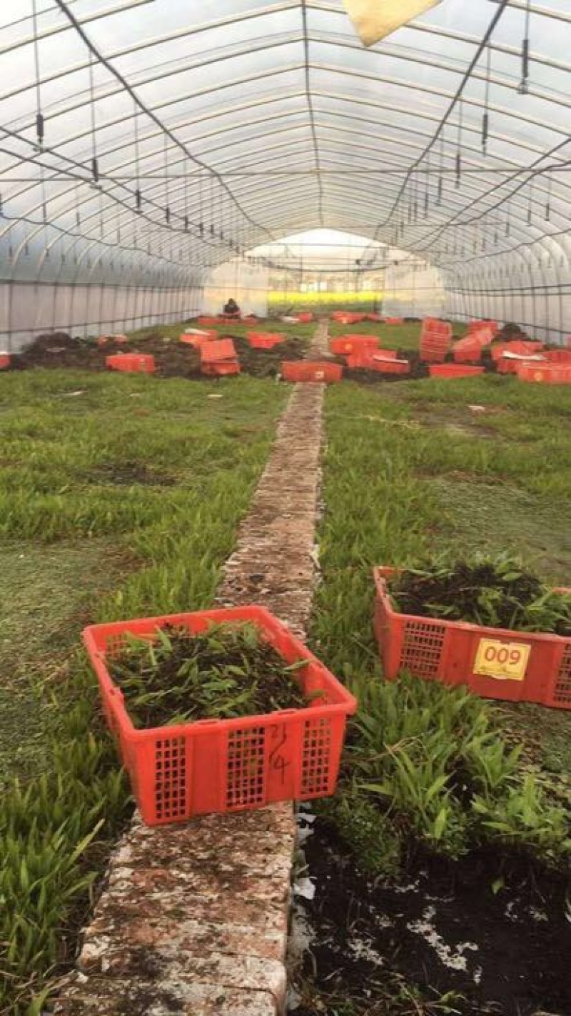 四川达州宣汉紫花三叉白芨种苗基地直销放心苗