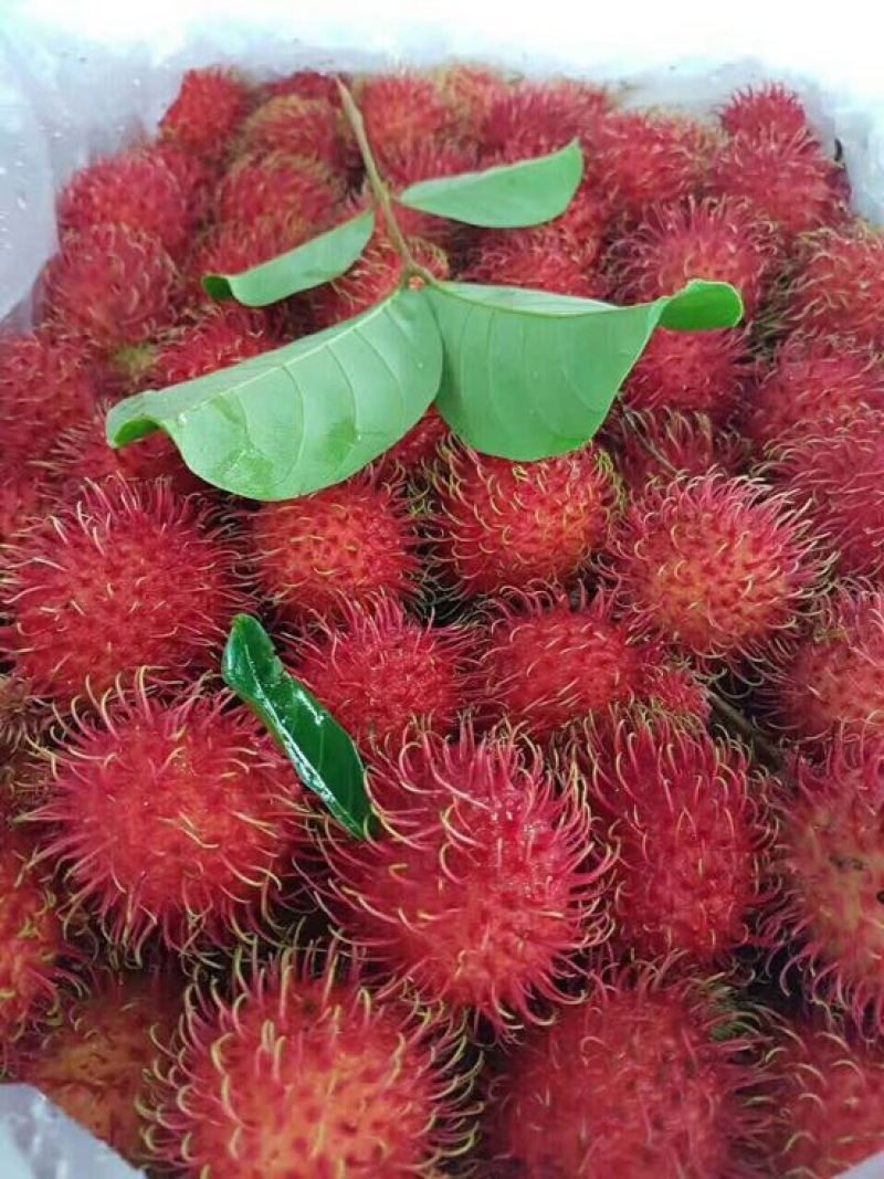 毛丹1.5cm以下