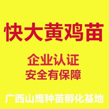 快大黄鸡苗出壳苗60~70克雌