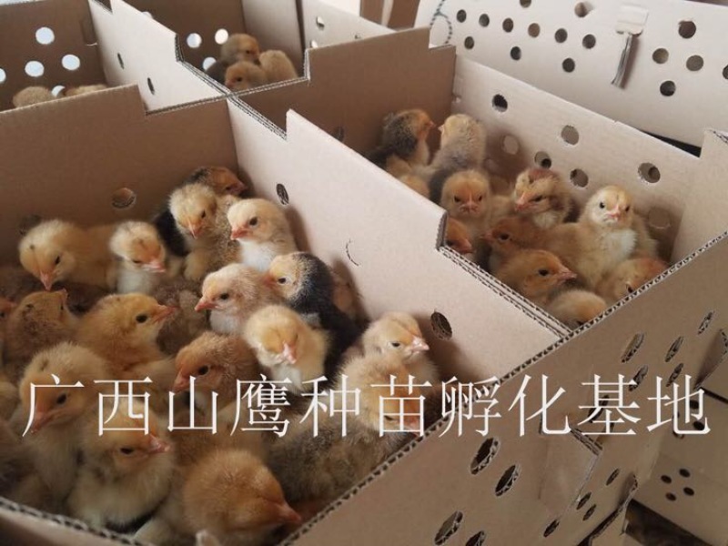 快大黄鸡苗出壳苗60~70克雌