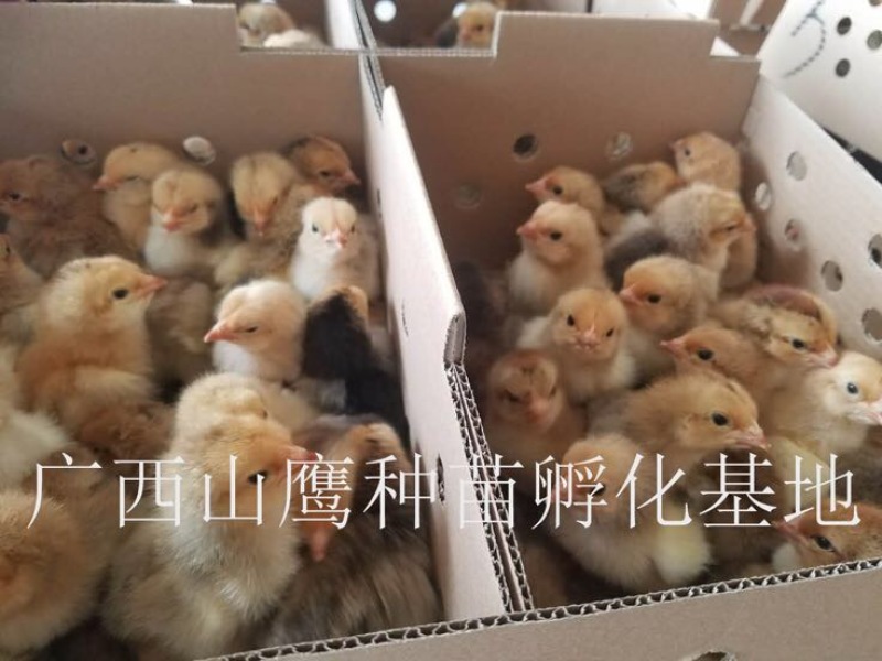 快大黄鸡苗出壳苗60~70克雌
