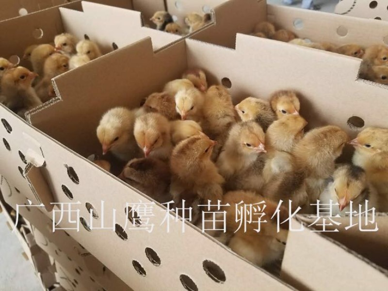 快大黄鸡苗出壳苗60~70克雌