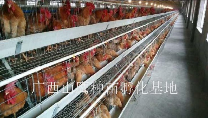 快大黄鸡苗出壳苗60~70克雌