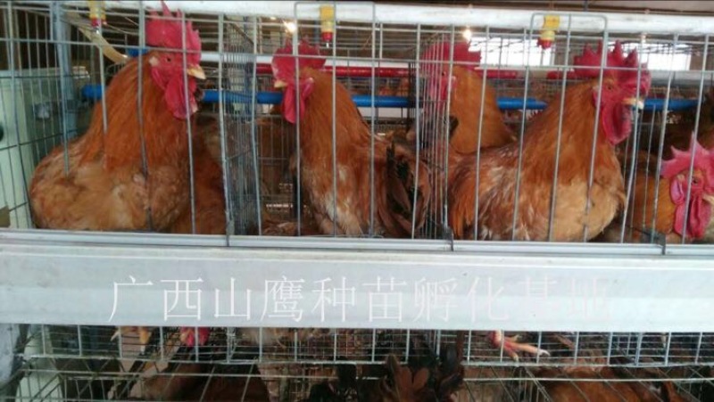 快大黄鸡苗出壳苗60~70克雌