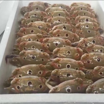 梭子蟹食用