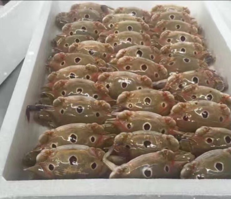梭子蟹食用