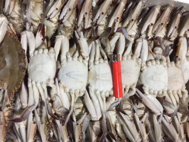 梭子蟹食用