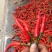 小米椒5~10厘米中辣红